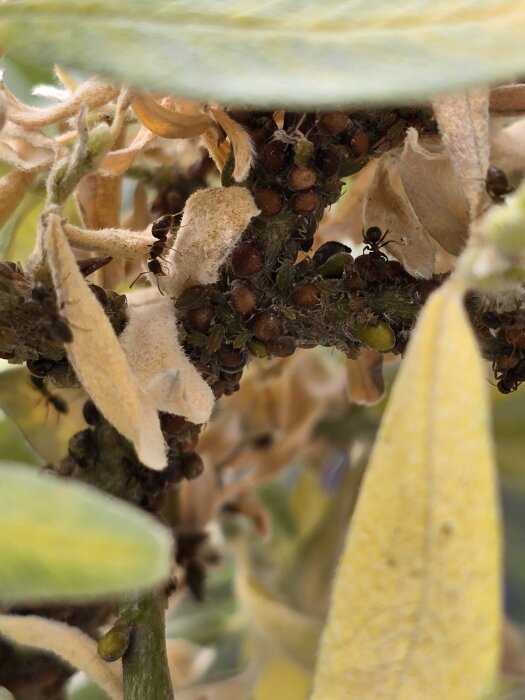 Närbild av en gren med bruna kokongliknande strukturer och flera myror, omgivna av vissna, gula blad.
