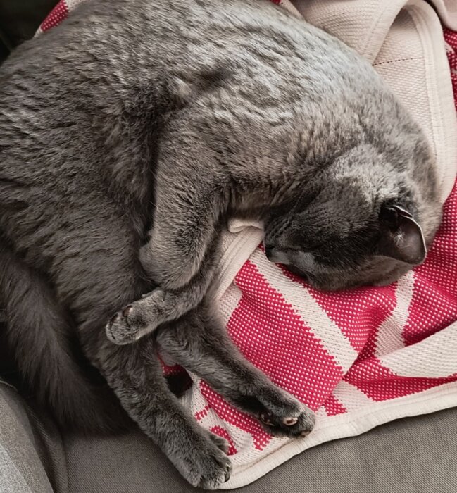 Sovande grå katt på en rödvitrandig filt med tassarna ihopkrupna.