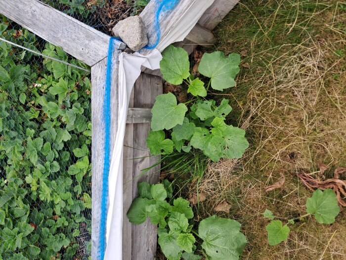 Trädgårdsnissens snigelstopp med tyg utliggande i luften, omgivet av grönska, och en sten på hörnet för att hålla tyget på plats.