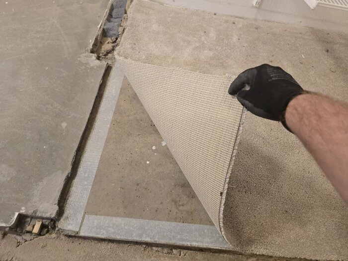 En person med handske drar upp en heltäckningsmatta, som visar en kant mellan två golvsektioner och murbruk under mattan.