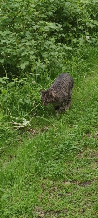 En randig katt går genom grönska och högt gräs bredvid buskar.