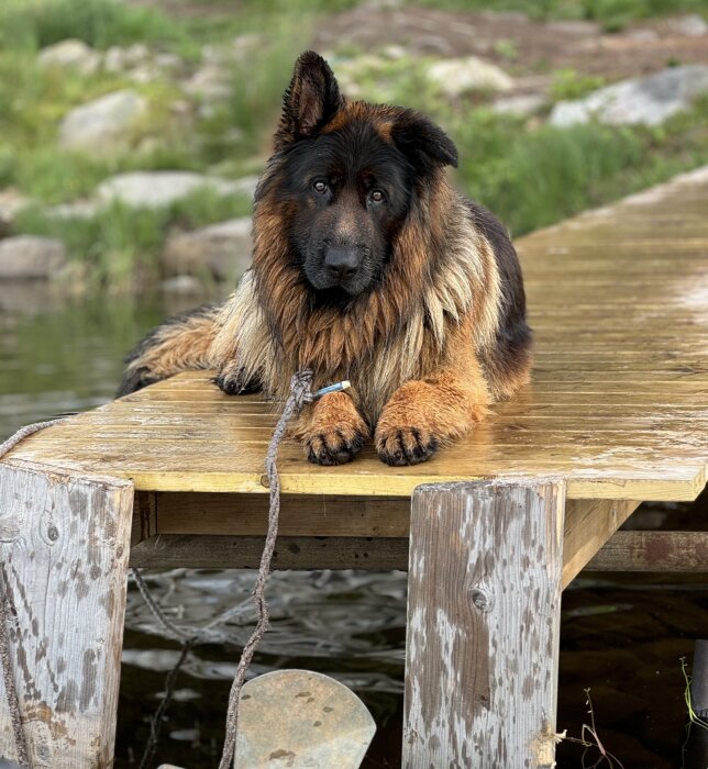 Hund ligger avslappnat på en brygga vid sjön, omgiven av grönska och stenar.