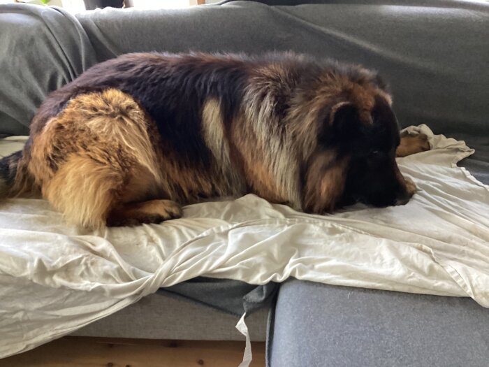 Hund som vilar på en soffa med huvudet vilande på ett ben, omgiven av en filt.