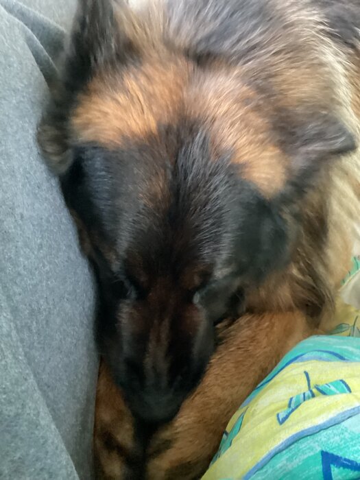 Hund sover med nosen mot ett knä.