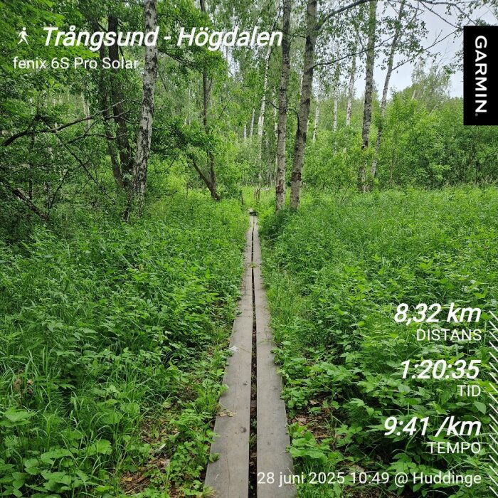 Stig med spång genom grönskande skog i Trångsund, vy med distans, tid och tempo för ett löppass, fångat med Garmin-klocka.
