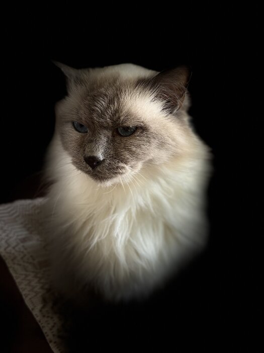 Långhårig katt med ljus päls sitter på en duk mot mörk bakgrund.