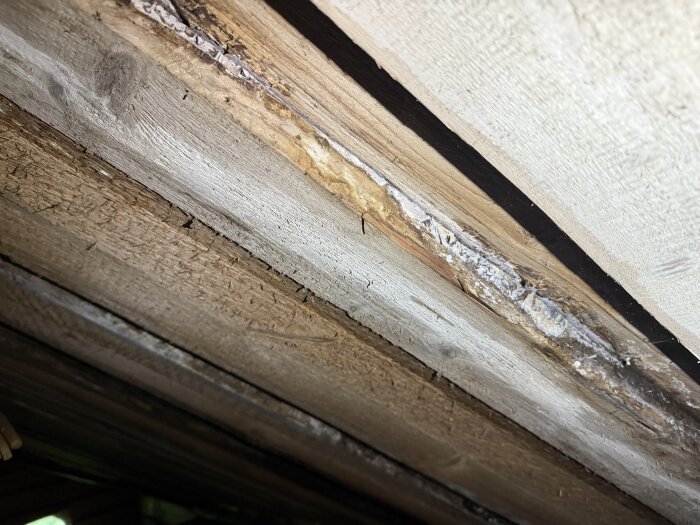 Ruttet trä i tak med fukt- och mögelskador, brädor.