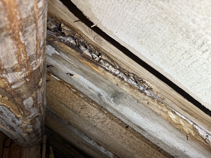 Ruttet trä i taket på gammalt torp från 1800-talet, med sprickor och fukt.