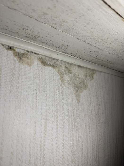 Fuktfläck och mögel vid taklist på ett gammalt torp, visar skador på innertak och väggpanel.