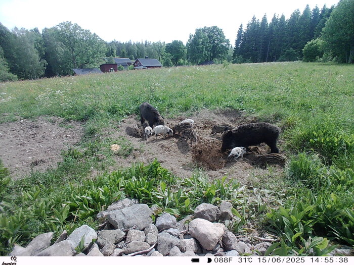 En vildsvinsfamilj, inklusive kultingar, gräver i marken på en äng nära ett skogsområde.