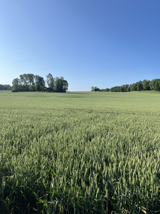 Fält med gröna vetestjälkar under en klarblå himmel, träd i horisonten.