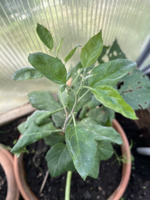 Gröna blad med vitt, torrt belägg på en planta i en kruka, nära genomskinlig plastvägg.