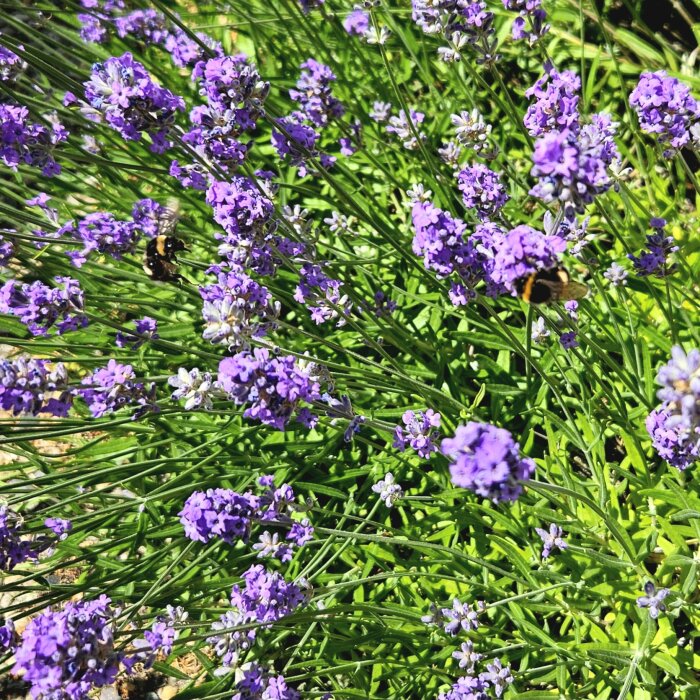Lavendelfält med blommor i närbild och humlor som söker nektar.