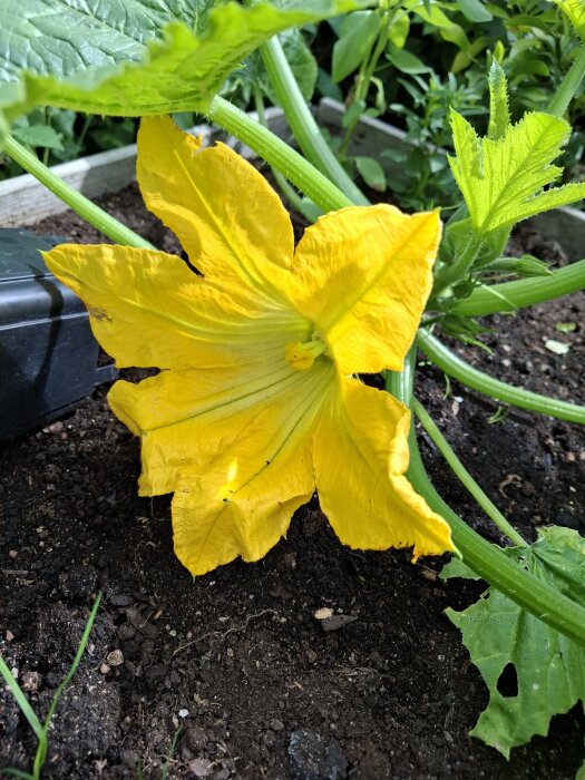 Zucchiniblomma i närbild, lysande gul i en trädgårdsmiljö.