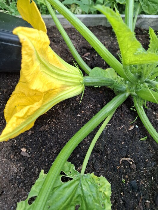 Zucchiniblomma i närbild med gula kronblad och gröna stjälkar på en bakgrund av jord och andra växter.