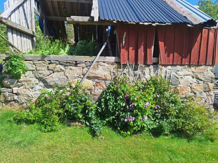 Gammal trästuga med rött panel, trasigt tak och stenfundament omgiven av grönska och blommande växter i solljus.