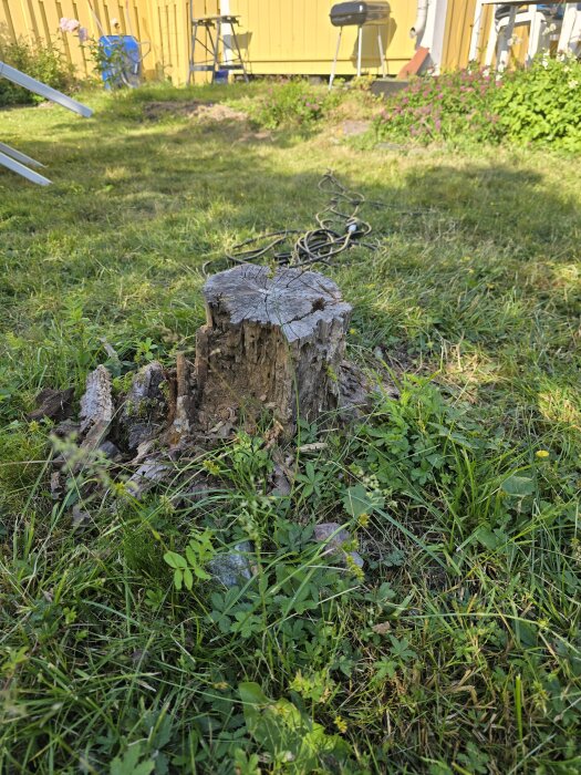 En gammal trädstubbe i en gräsmatta, omgiven av växter, med en förlängningssladd som syns på marken i bakgrunden.
