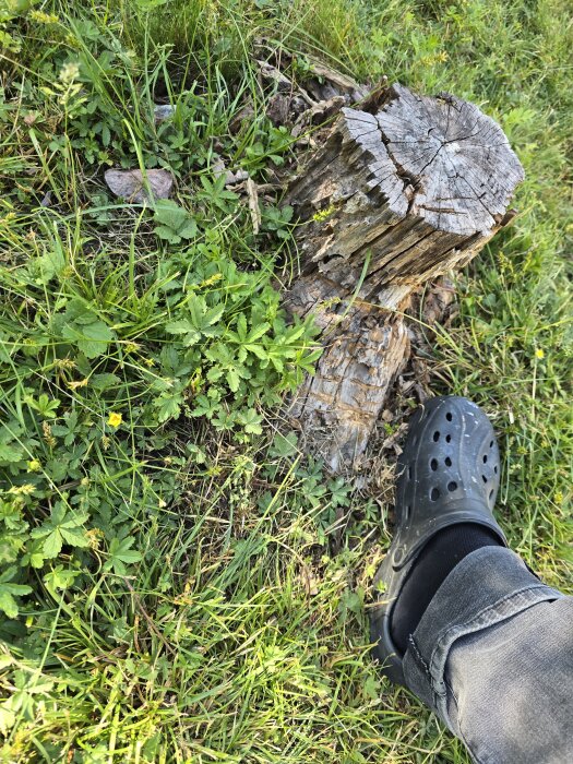 Gammal stubbe av ett fruktträd i en gräsmatta, en fot i svarta skor och jeans syns bredvid.