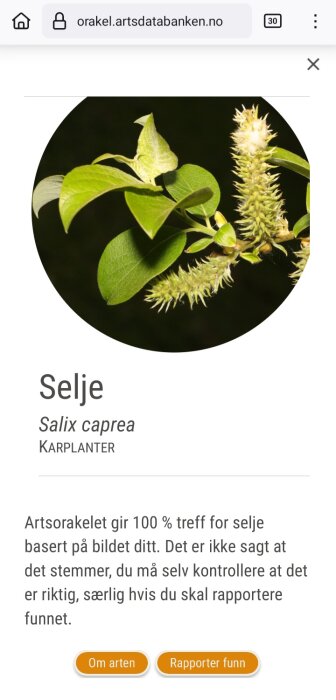 Närbild av blad och blomma från en sälg (Salix caprea) enligt norsk artsdatabank.