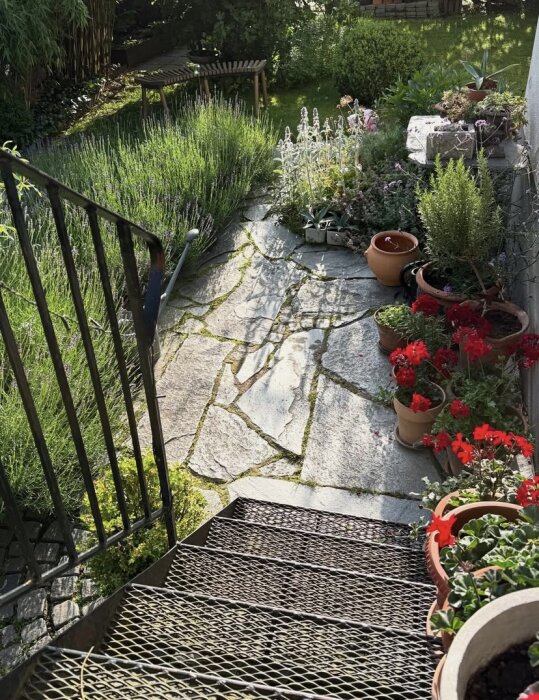 Trädgård med stenlagd gång av skiffer, omgiven av lavendel och pelargoner i blomkrukor, nedanför en metalltrappa.