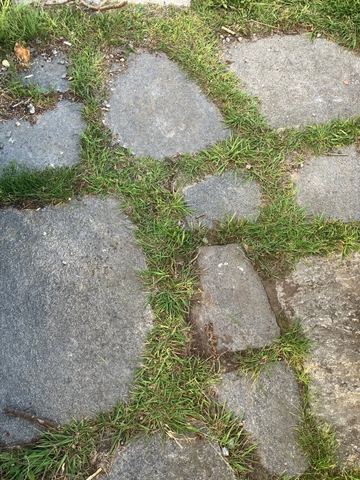 Skifferstenar lagda i en trädgård med gräs som växer mellan plattorna.