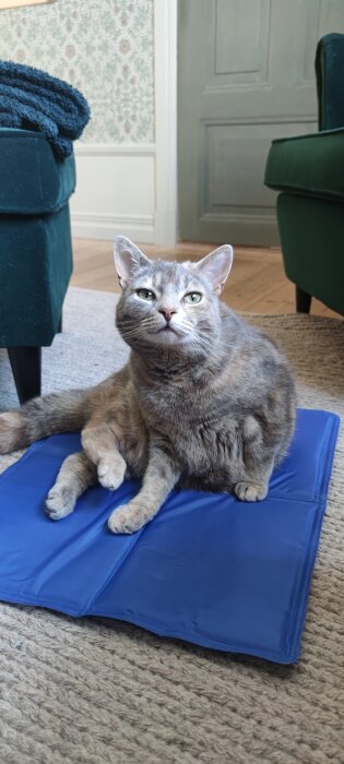 Grå katt ligger på en blå kyldyna inomhus, omgiven av gröna möbler och en beige matta.