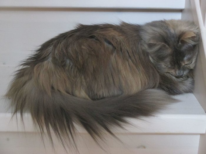 Sovande lÄnghÄrig katt pÄ trÀtrappa.