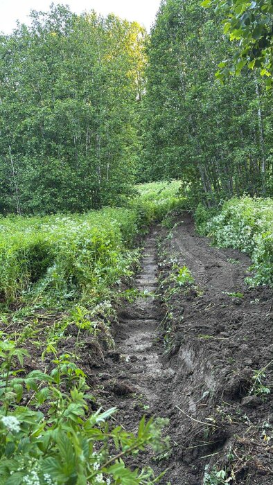 Nygrävt dike genom grönskande mark med träd i bakgrunden, avsett att dränera en gammal åkerplätt.