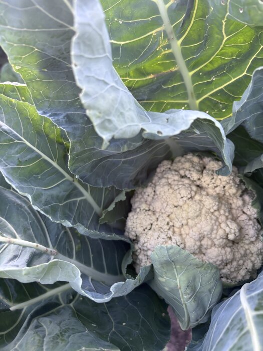 Blomkålshuvud omgivet av stora gröna blad i en odlingsträdgård.