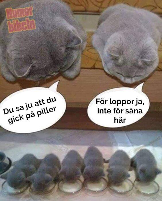 TvÄ stora katter tittar ned pÄ fem kattungar som dricker mjölk ur tefat. Textrutor med humoristisk dialog mellan de stora katterna.