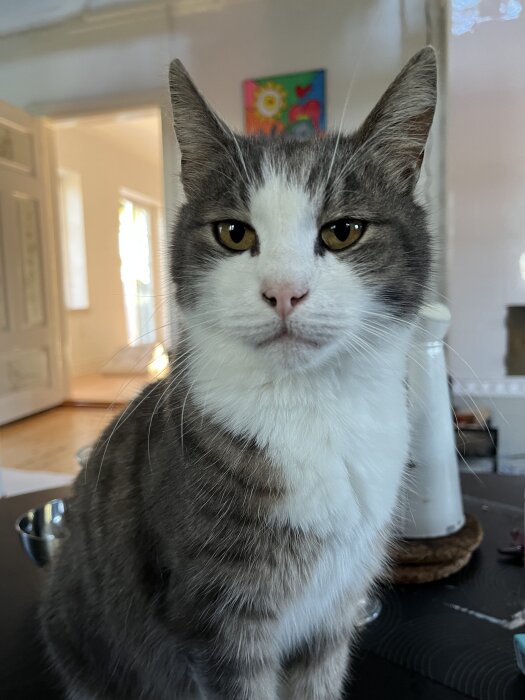 Gråvit katt som sitter på ett bord och tittar in i kameran, i ett rum med tavla i bakgrunden.