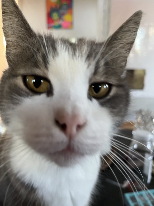 Närbild på en gråvit katt med gulaktiga ögon som tittar in i kameran.