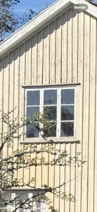 Äldre fönster med spröjs och två mittposter på ett trähus med snedtak, omgivet av trädgrenar.