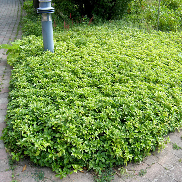 Grön marktäckande växt, eventuellt skuggröna, bredvid en gångväg med en blå lyktstolpe i bakgrunden.