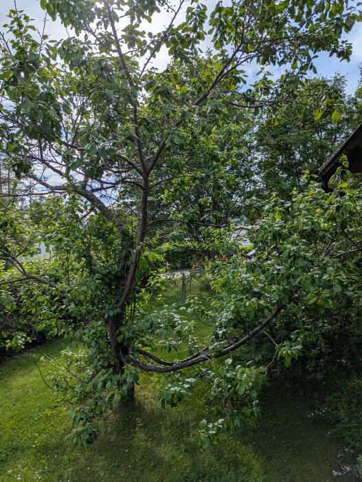 Äppelträd med långa grenar som sträcker sig mot ett hus, övervuxna med löv och närliggande grönska på en gräsmatta.