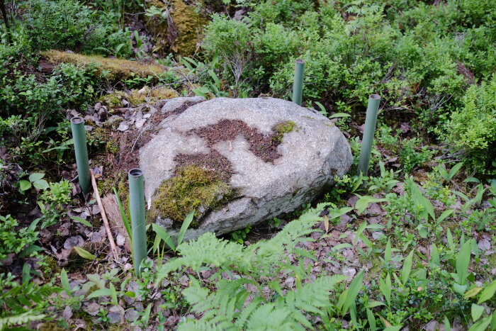 Stenblock med mossbeläggning och omgivande rör, potentiellt täckande för en gömd brunn, beläget i skogsmiljö.