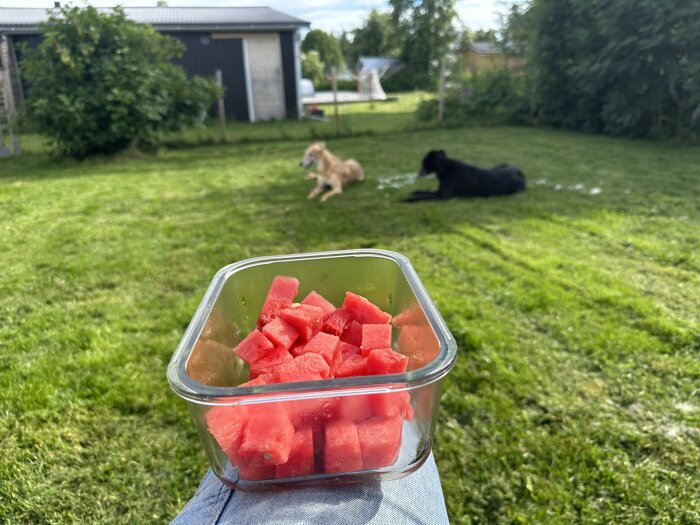 En glaslåda med tärnad vattenmelon i förgrunden och två hundar på en gräsmatta i bakgrunden.