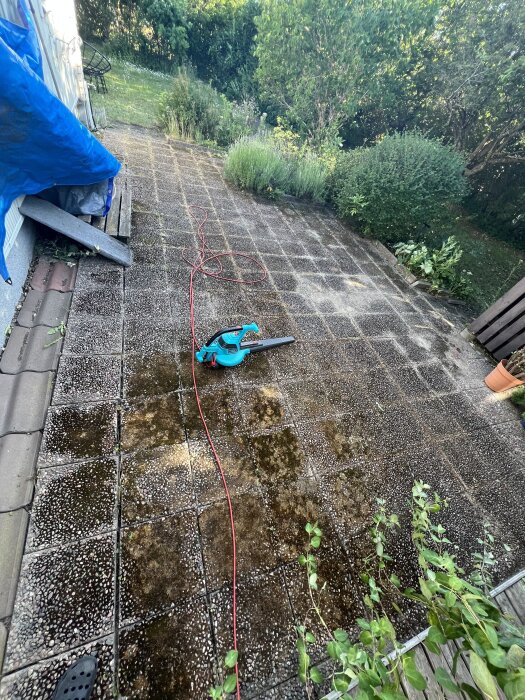 Markstenar med mossa och en bladblåsare på marken. En röd sladd är placerad över ytan som är delvis ren från mossa, omgiven av grönska.