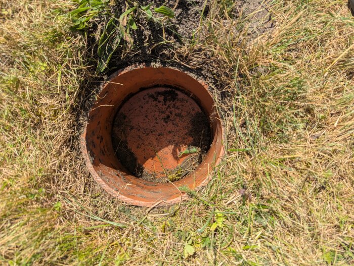 Rör i gräsmattan, möjligt spolbrunnslock synligt. Gräs runt om, brunt avlångt föremål inuti röret.