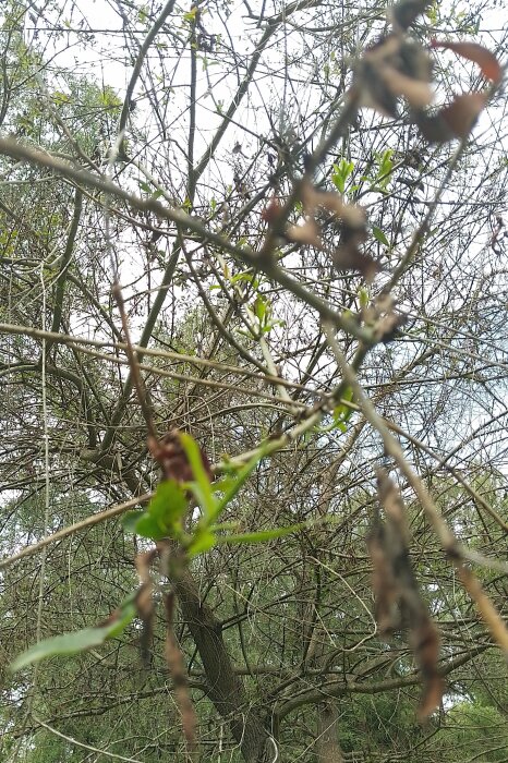Sjuk pilträd med kala grenar och vissna löv. Trädet ser skadat och ovårdat ut, med några få gröna blad kvar.