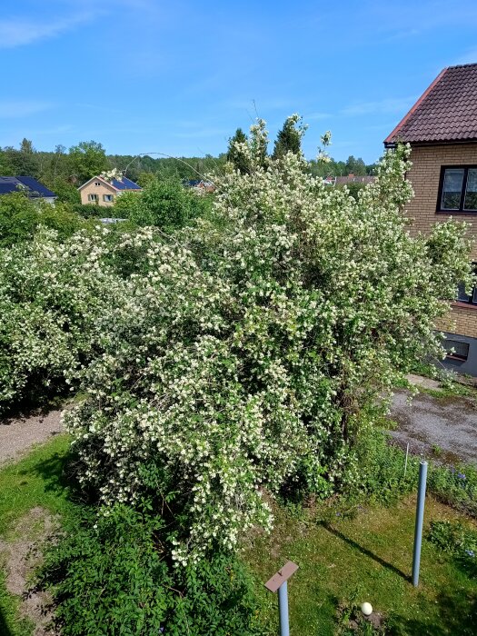 Blommande doftschersmin med vita blommor bredvid ett hus, i en frodig trädgård under klarblå himmel.