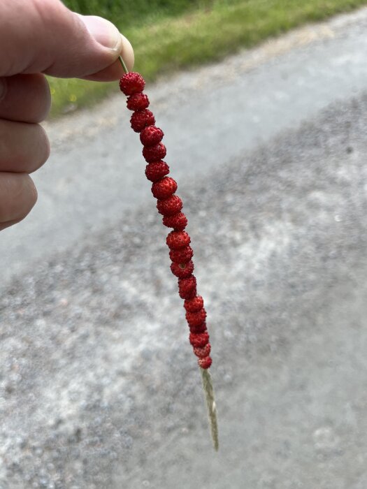 Hand håller ett grässtrå med smultron trädda på det, i en utomhusmiljö med gångväg i bakgrunden.