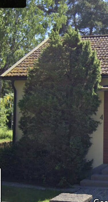 Högt buskage vid husfasad med tak i bakgrunden, omgiven av annan växtlighet i solsken.