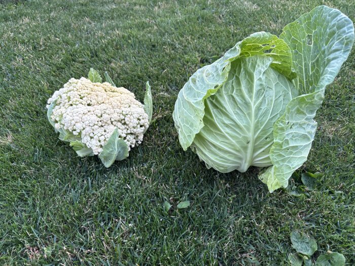 Vit blomkål och grönkål ligger på gräsmattan.
