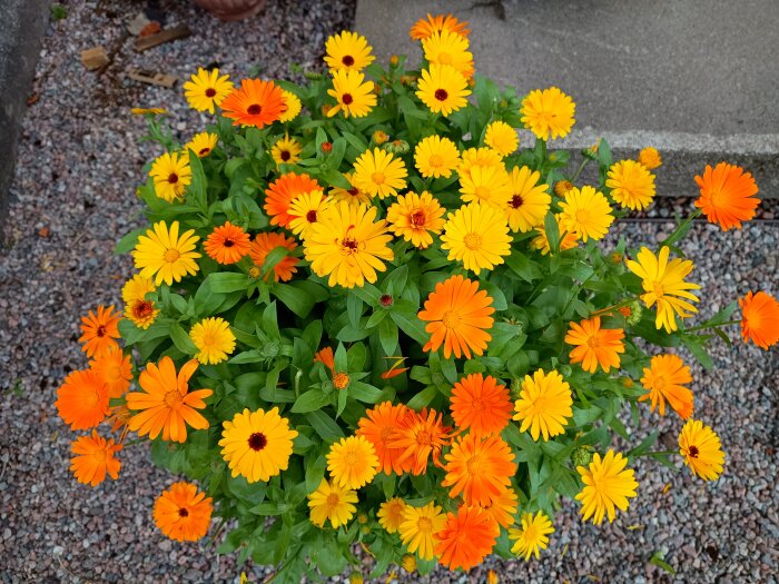 Gula och orange ringblommor blommar på en grusad gång, omgivna av gröna blad.
