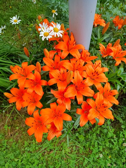 Oranga liljor blommar i trädgården med gröna blad omkring, tillsammans med ett par vita blommor i bakgrunden.