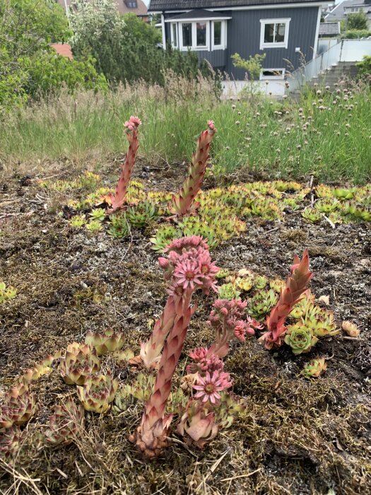 Rosa taklökar som blommar i en mossig trädgård med ett hus i bakgrunden.