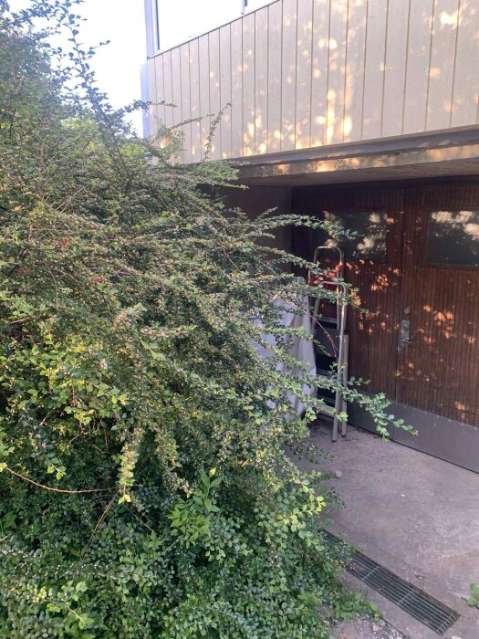 Träd och buskar vid garageportens ingång med stege lutad mot väggen. Trävägg och lackad dörr syns i bakgrunden.