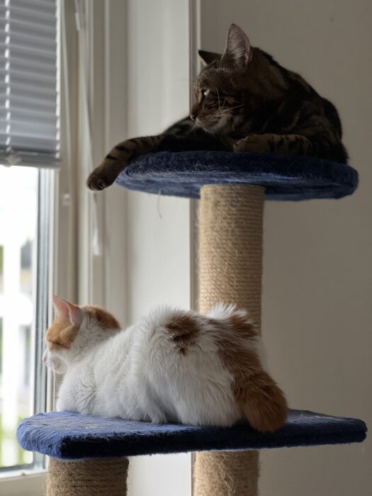 Två katter på klösträd tittar ut genom fönstret. En brun katt på övre plattformen, en vit och orange katt på nedre, båda verkar avkopplade.