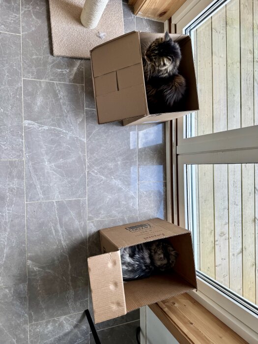 TvÄ katter ligger i separata kartonger pÄ ett stengolv framför en glasdörr.